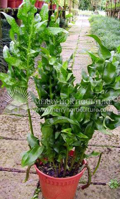 Polypodium green wave